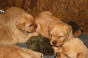 Issy Boys 3 weeks