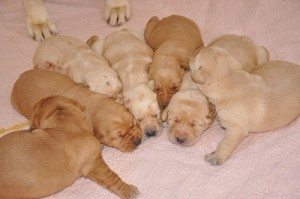 Kayla & Wilson Litter