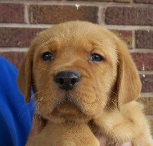 Puppy 1 issy