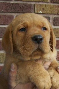 Puppy 2 Issy