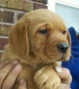 Puppy 3 issy