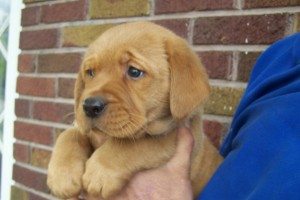 Puppy 4 Issy