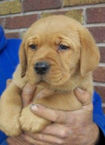 Puppy 5 Issy