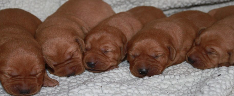 Red English Lab Puppies Online Clearance 45 Off Lp Prevenchamas Com